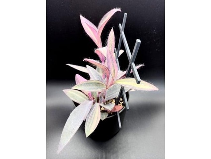 plante soutien treillis fleur pots asuracodes 3d print model - Mito3D