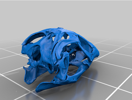 microct images reptile crânes gigascience 3d print model - Mito3D