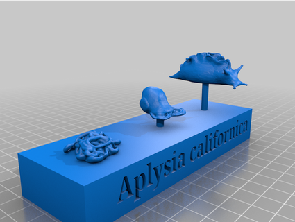 aplysia californica development model allybear2 3d print model - Mito3D