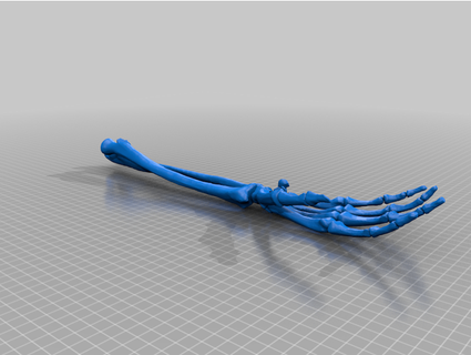 tam boyut anatomik doğru insan el model Nadavavra 3d print model - Mito3D