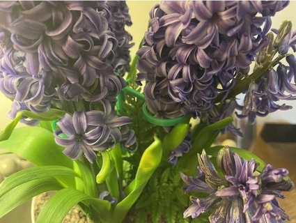 hyacinth bulb plant support 4 options k b 3d print model - Mito3D