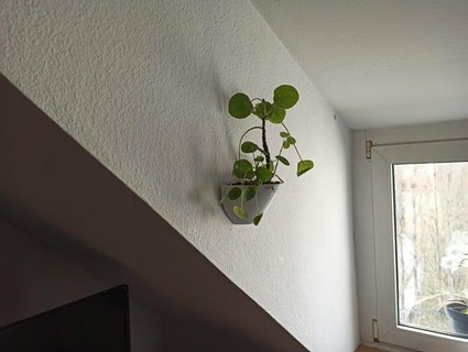 plant wall mount specialist panda 3d print model - Mito3D
