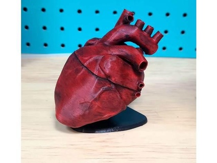 anatomical heart floating stand novacog 3d print model - Mito3D