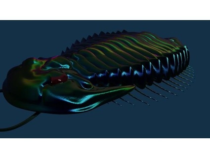 trilobita titia 3d print model - Mito3D