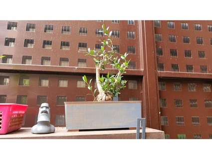 bonsai maceta crudo p4uman 3d print model - Mito3D
