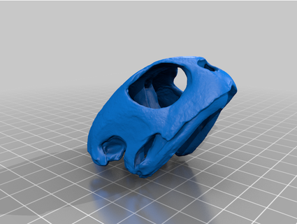 vert mer tortue crâne Noob 42 3d print model - Mito3D