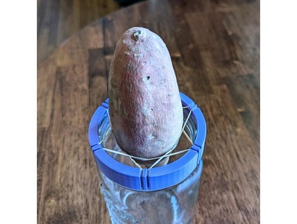 mason jar sweet potato sprouter mrew 3d print model - Mito3D