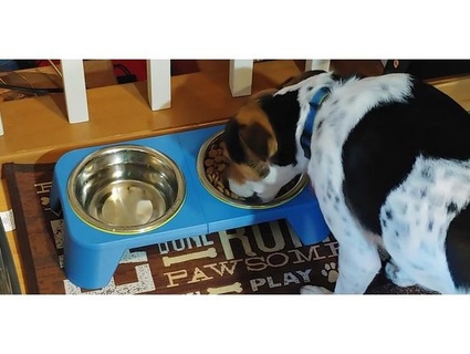 dog bowl feeding station platform mrflippant 3d print model - Mito3D