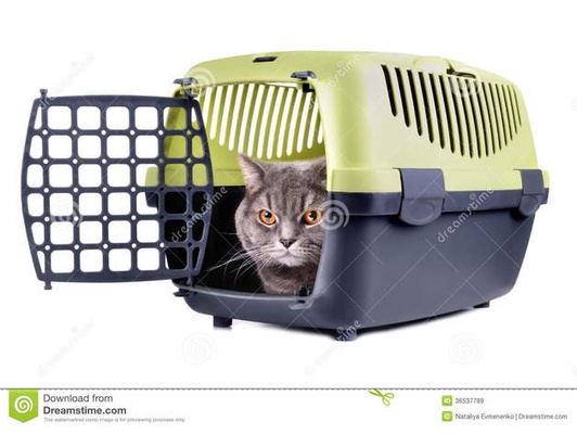 animal carregar caixa porta by quimera gato cão 3d print model - Mito3D