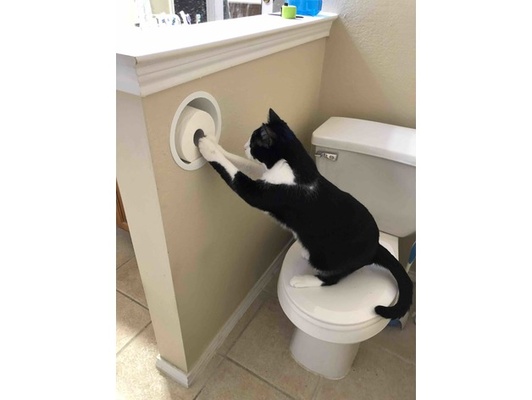 cat-resistant recessed toilet paper holder by thebkmcm cat 3d print model - Mito3D