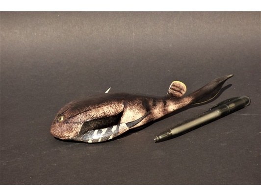 bothriolepis by martinkjhb bothriolepsis devonian extinct fish fossil prehistoric 3d print model - Mito3D