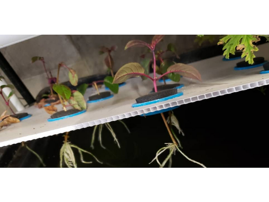 idroponico clone squillare by uomo scala coltura idroponica pianta impianti 3d print model - Mito3D