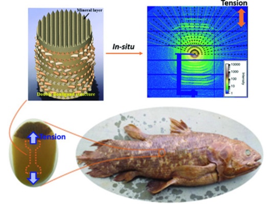 quastenflosser fisch rahmen design by flabbekeks biologie biomimikry scan wissenschaft 3d print model - Mito3D