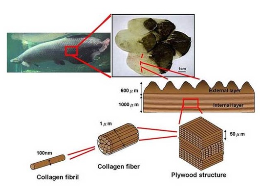 arapaima poisson échelle conception by flabbiscuit biologie biomimétisme science 3d print model - Mito3D