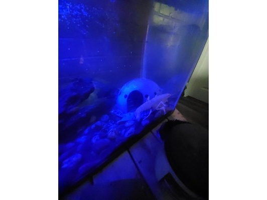 alien fish hide by hyates21 aquarium crawfish pet space spaceship 3d print model - Mito3D