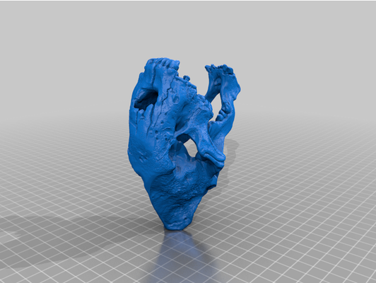 smilodon crâne branche supporter by mobileepson dent sabre tigre 3d print model - Mito3D