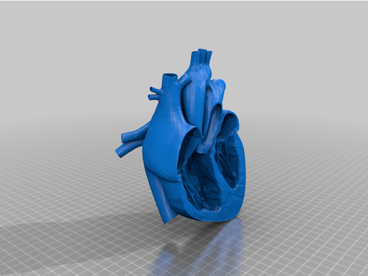 humain cœur anatomie by jimjimjimmyjim 3d print model - Mito3D