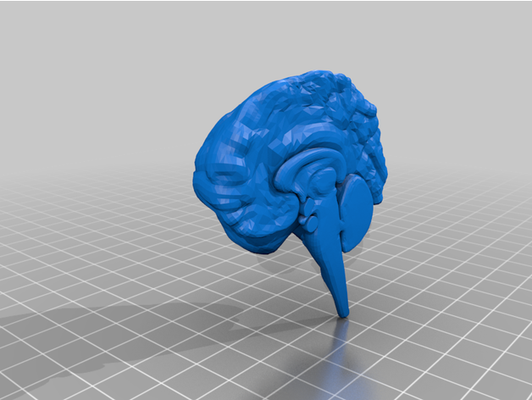 human brain - anatomy by jimjimjimmyjim 3d print model - Mito3D