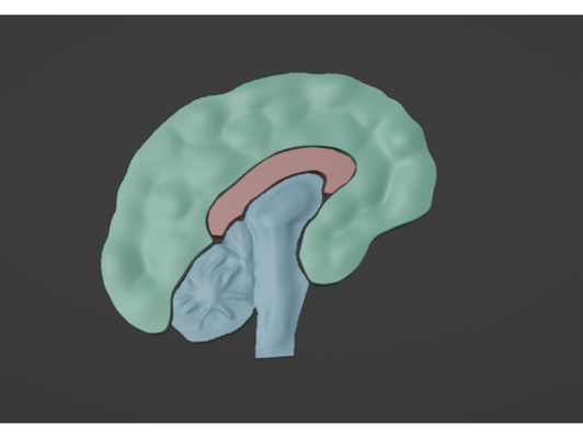 cervello by innova3dnextgeneration 3d print model - Mito3D
