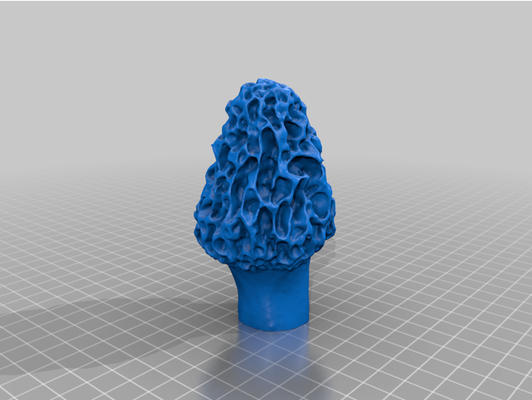 morille 3d analyse by rechute champignons champignon mycologie 3d print model - Mito3D