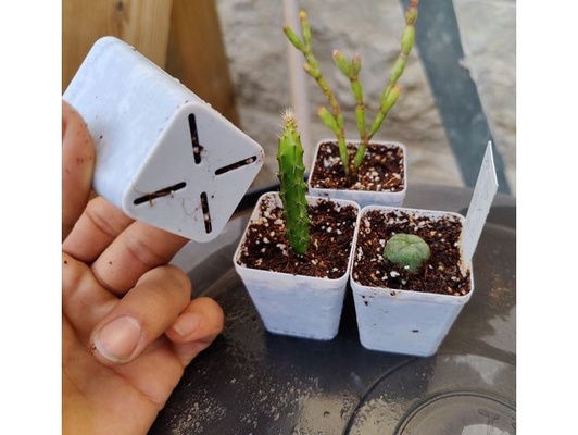 piazza vaso pentola by g4zo cactus succulenta piante grasse 3d print model - Mito3D