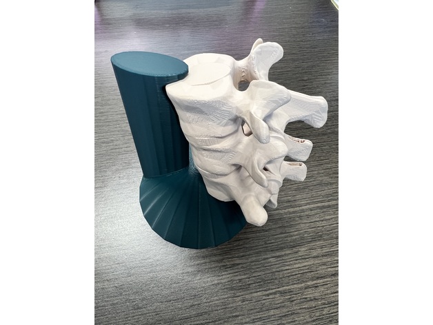 lumbar epidural entrenador by gschappelle anatómico médico silicona molde 3D print model - Mito3D