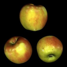 3d imprimíveis de maçã verde natureza 3D modelo impressão, a impressão arquivo design, 3d, apple, natureza, o fruto 3d print model - Mito3D