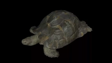 3d printable model tortoise printing - threeding nature animal turtle tortoises 3d print model - Mito3D