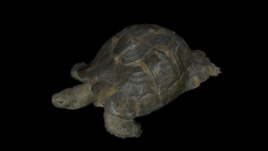 3d printable model tortoise nature 3D printing model, file, design, print, Tortoises, turtle, nature, animal 3d print model - Mito3D