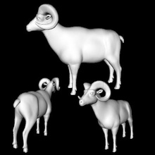 3d yazdırılabilir ram doğa 3D baskı modeli, dosya, model, tasarım, yazıcı, Koç, koyun, hayvan, 3d print model - Mito3D