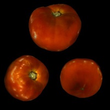 3d printable red tomato nature 3D printing model, file, design, print, tomato, vegetable, nature, plant 3d print model - Mito3D