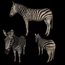 3d imprimível zebra impressão modelo trio 3d print model - Mito3D