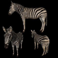 3d stampabile zebra natura La stampa 3D, modello, file di 3D la progettazione, 3d, Stampabile Zebra 3d print model - Mito3D
