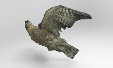 accipiter nisus eurasian sparrowhawk nature 3D printing model, file, printable design, 3d print, Accipiter, nisus, Eurasian, sparrowhawk, bird, birds, animal, 3d print model - Mito3D