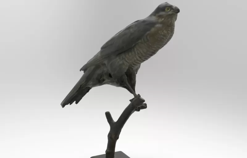 accipiter sforzi eurasiatico sparviero 3d stampa modello treding uccello natura animale uccelli 3D print model - Mito3D