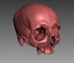 adult skull 3d printing model - threeding real artec 3d print model - Mito3D