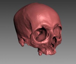 adult skull science 3D printing model, file, printable design, 3d print, Skull, adult, real, Artec 3d print model - Mito3D