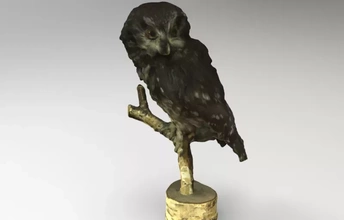 aegolius funereus boreal owl 3d printing model - threeding bird nature animal birds 3d print model - Mito3D