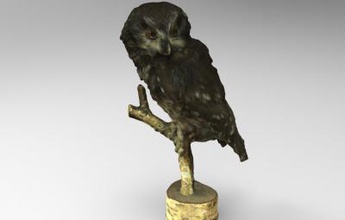 aegolius funereus boreal coruja natureza 3D modelo de impressão, a impressão arquivo design, 3d, Aegolius, funereus, boreal, coruja, natureza, animais, aves, pássaros 3d print model - Mito3D
