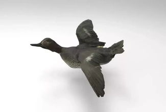 anas crecca eurasian teal 3d printing model - threeding bird nature animal duck birds 3d print model - Mito3D