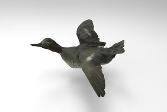 anas crecca Avrasya teal doğa 3D baskı modeli, dosya, yazdırılabilir model, tasarım, 3d yazıcı, Enes crecca, Avrasya, Deniz mavisi, ördek, kuş, kuşlar, doğa, hayvan 3d print model - Mito3D