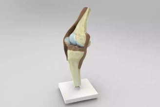 anatomique modèle genou plié 3d impression trio anatomie science Humain 3d print model - Mito3D