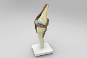 anatomic model knee - folded science 3D printing model, file, printable design, 3d print, anatomic, knee, folded, anatomy, science, human 3d print model - Mito3D
