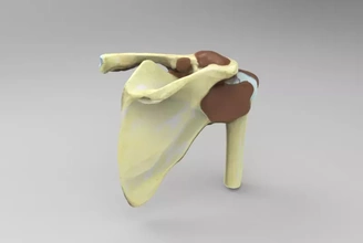 anatomique modèle épaule mixte 3d impression trio anatomie science Humain 3d print model - Mito3D