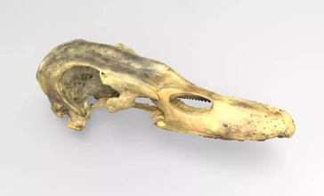 anatomik ördek kafatası 3d baskı model üçleme anatomi Bilim 3d print model - Mito3D