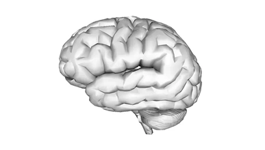 anatómico humano cerebro 3d impresión modelo trío 3d print model - Mito3D