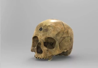 anatomical human skull educational purposes 3d printing model - threeding anatomy science 3d print model - Mito3D