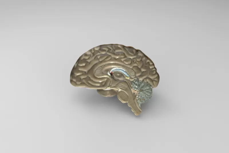 anatomik model beyin 3d baskı üçleme anatomi Bilim insan 3D print model - Mito3D