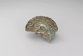 anatômico modelo cérebro 3d impressão trio anatomia Ciência humano 3d print model - Mito3D