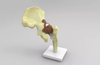 anatomique modèle hanche 3d impression trio anatomie science Humain 3d print model - Mito3D
